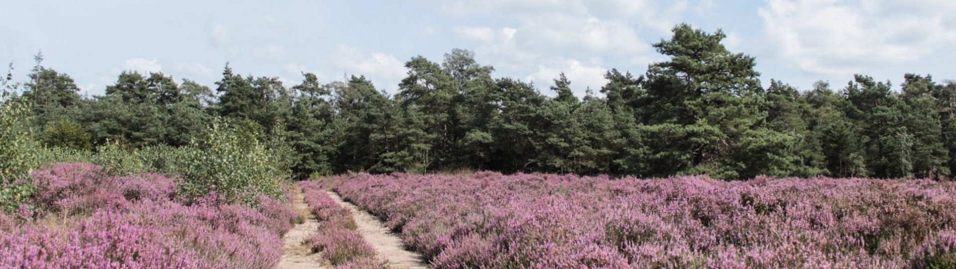 Veluwe
